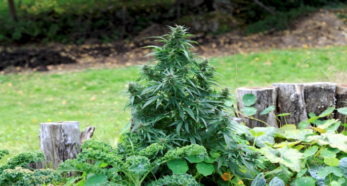 Growing Cannabis Legally