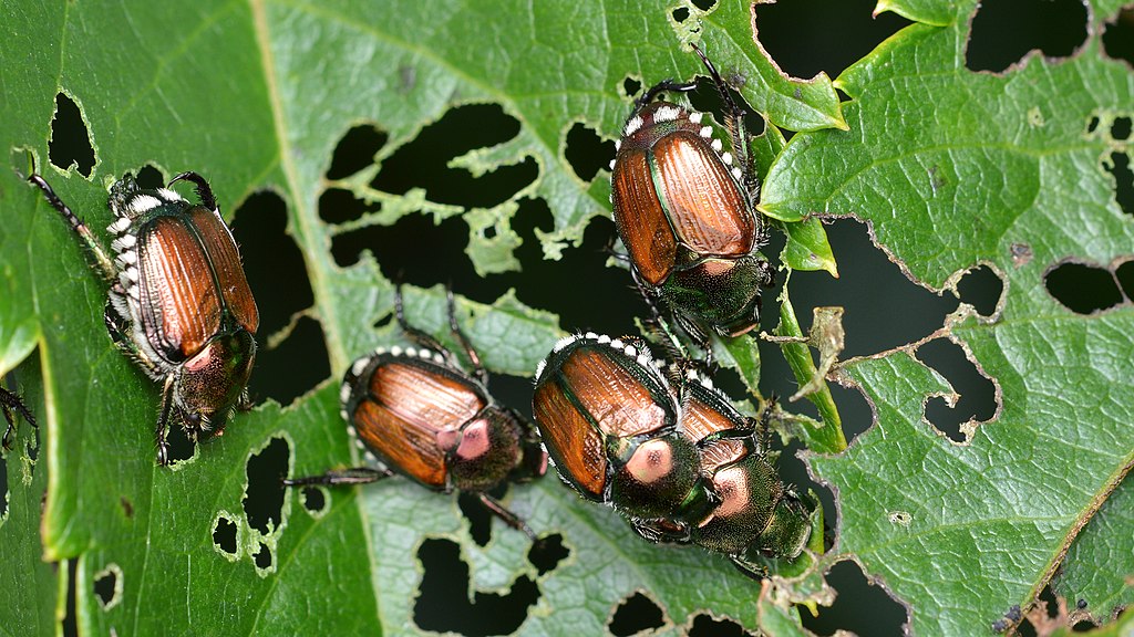 1024px-Japanese_Beetles_(Popillia_japonica)_-_Guelph,_Ontario