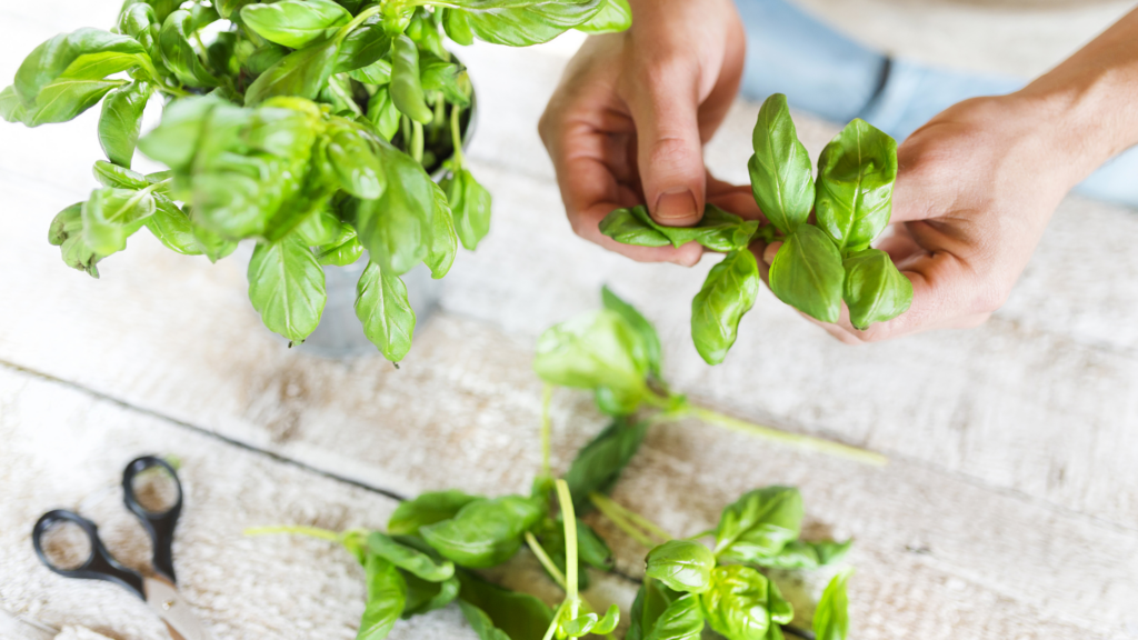 Growing an endless supply of Basil