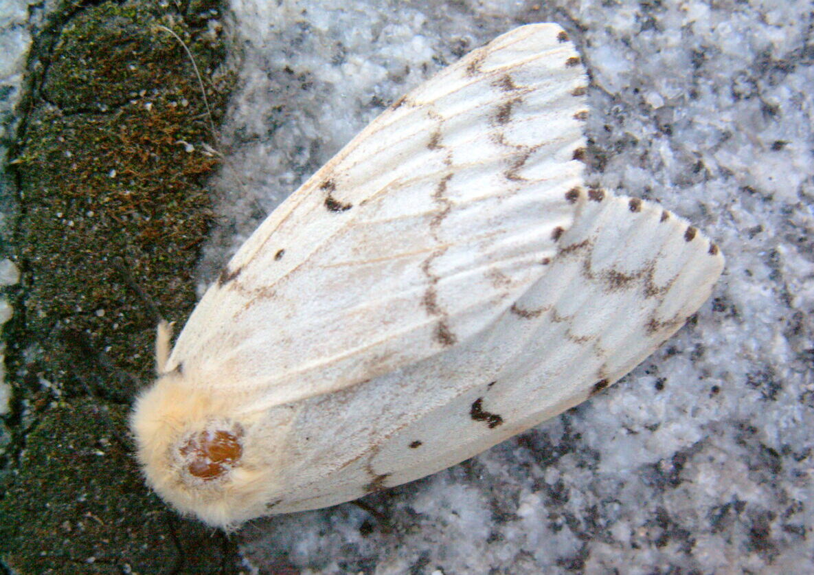 LDD Spongy Moths (Gypsy Moths) threaten trees. Learn more!