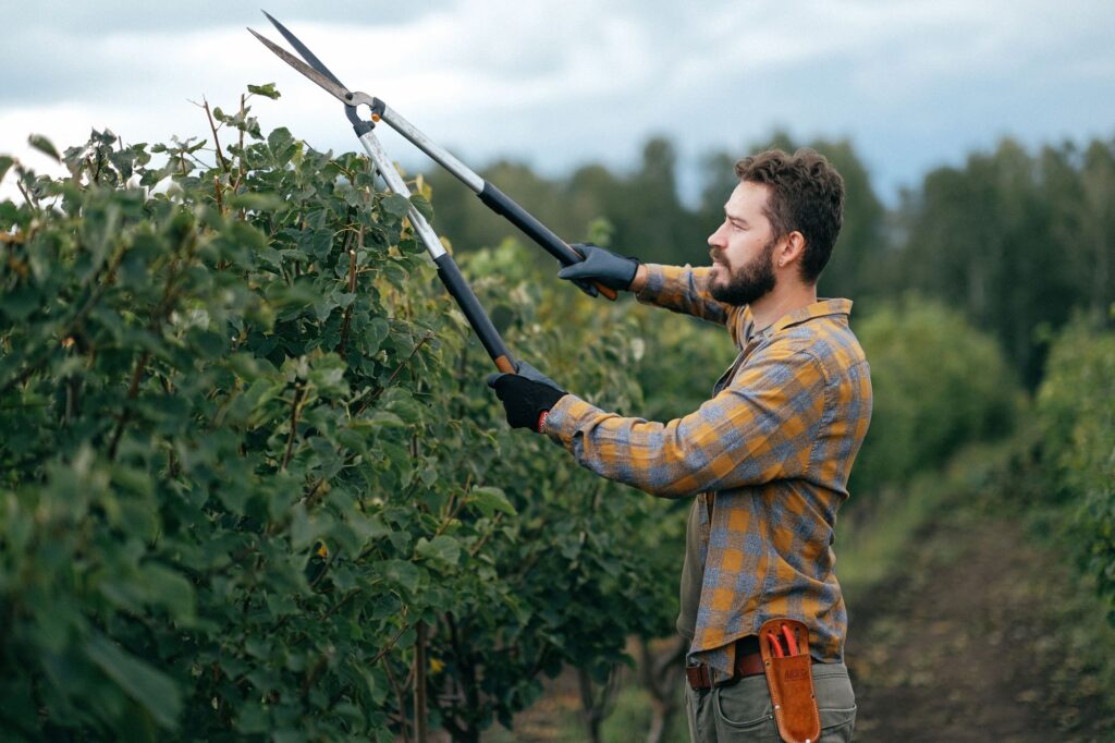 pruning trees and shrubs with loppers