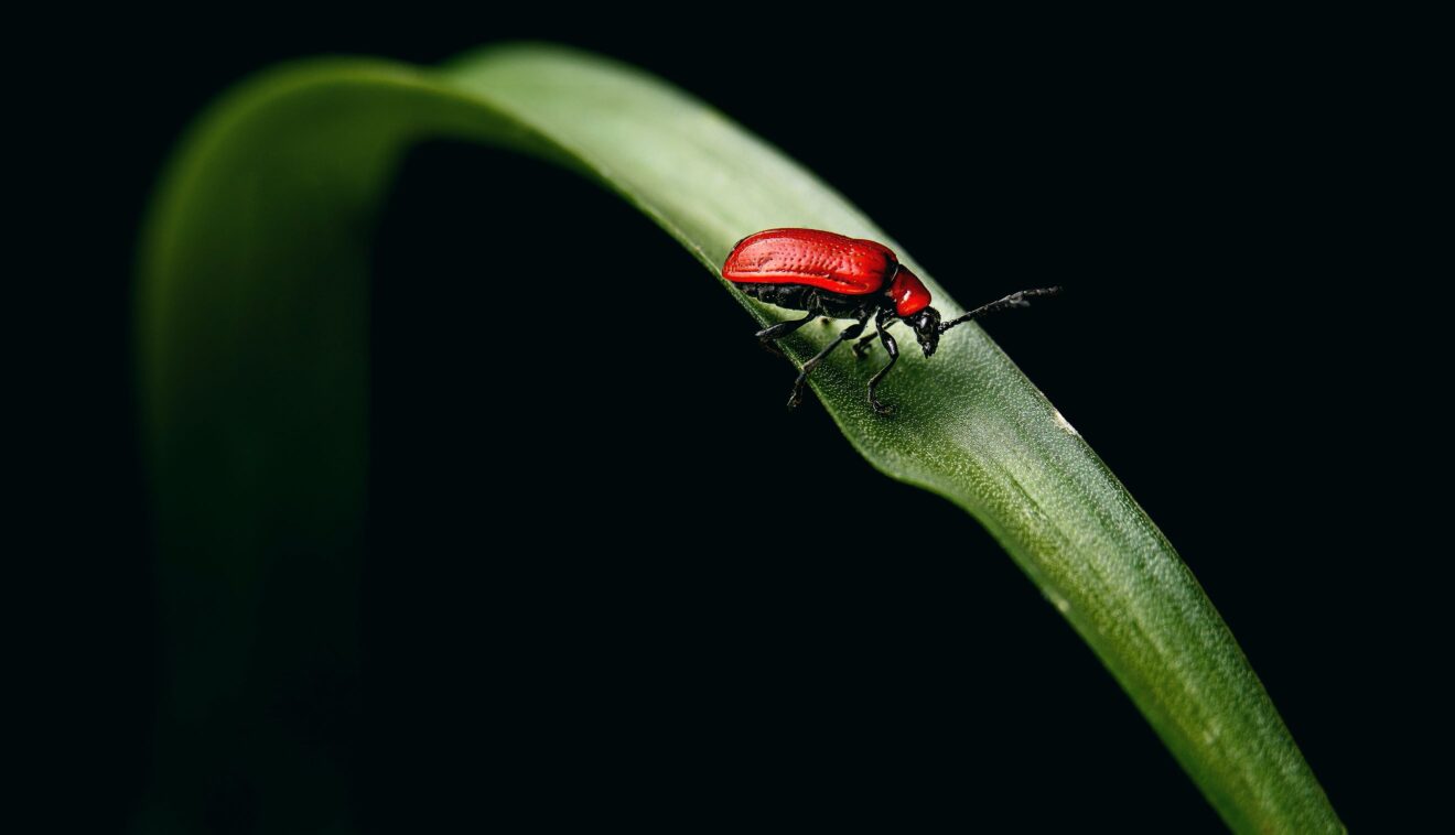 lily beetle