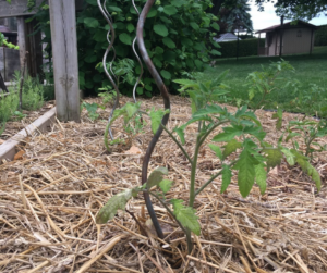 Tomato Plant