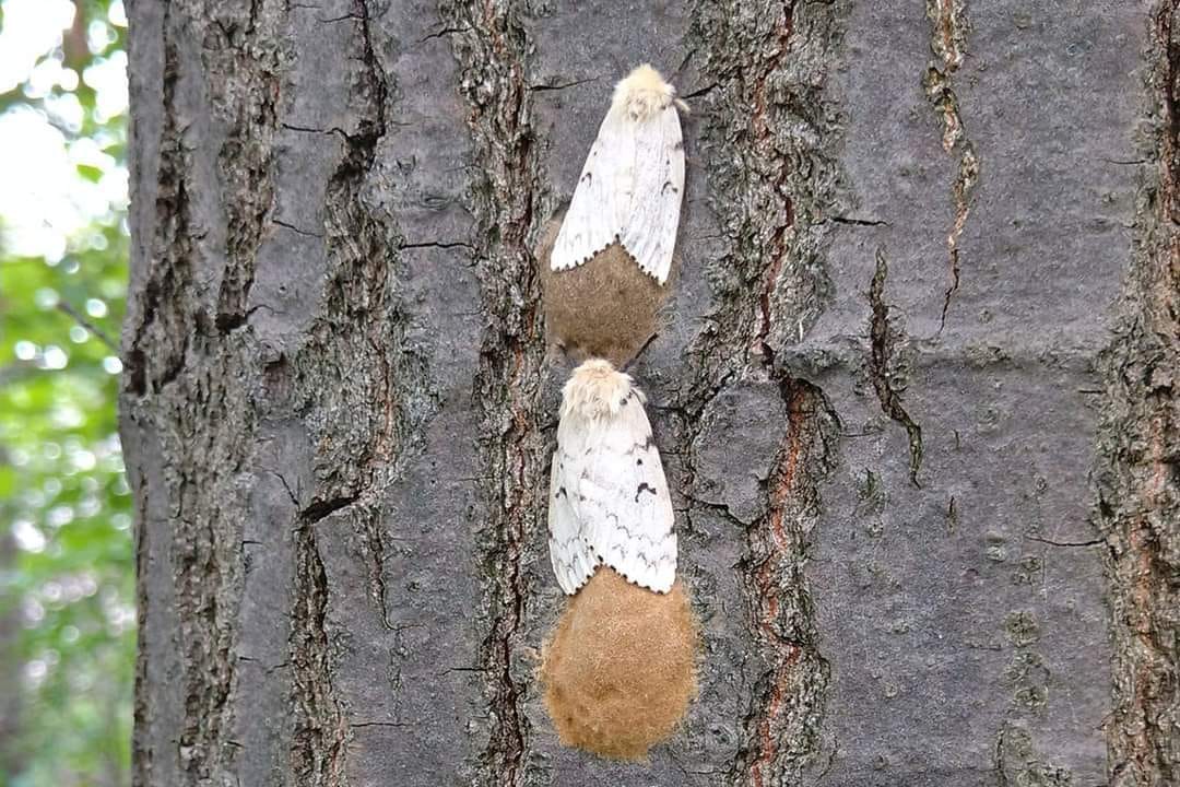 female gypsy moths laying eggs