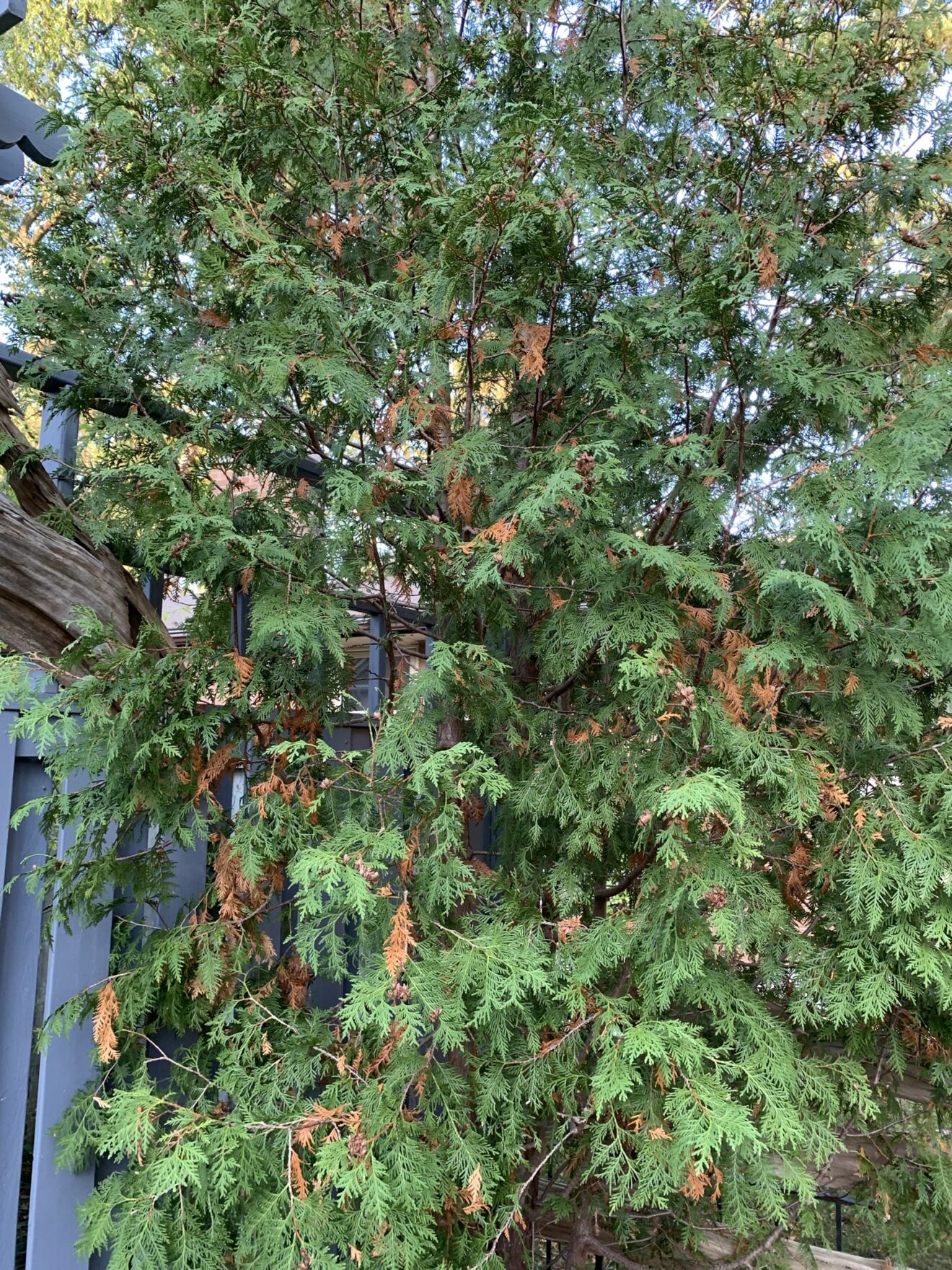 Cedar with normal brown needles