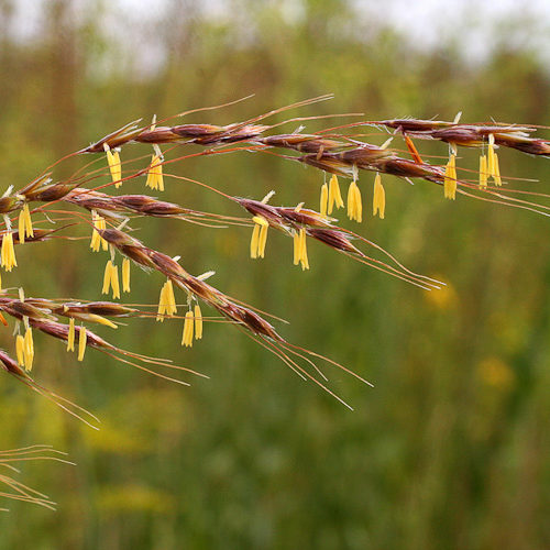 Sorghastrum - Indian Grass
