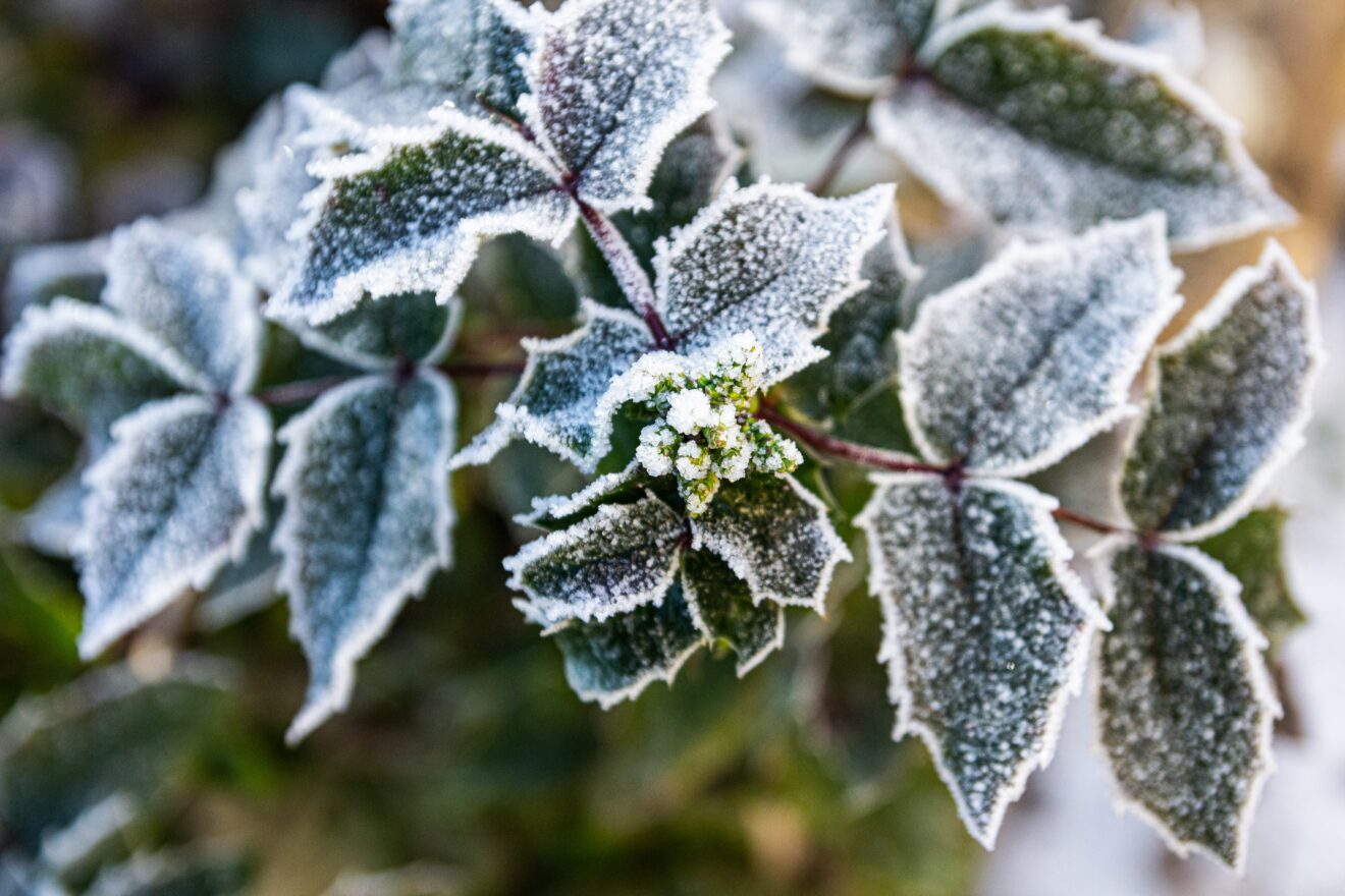 Holly with frost