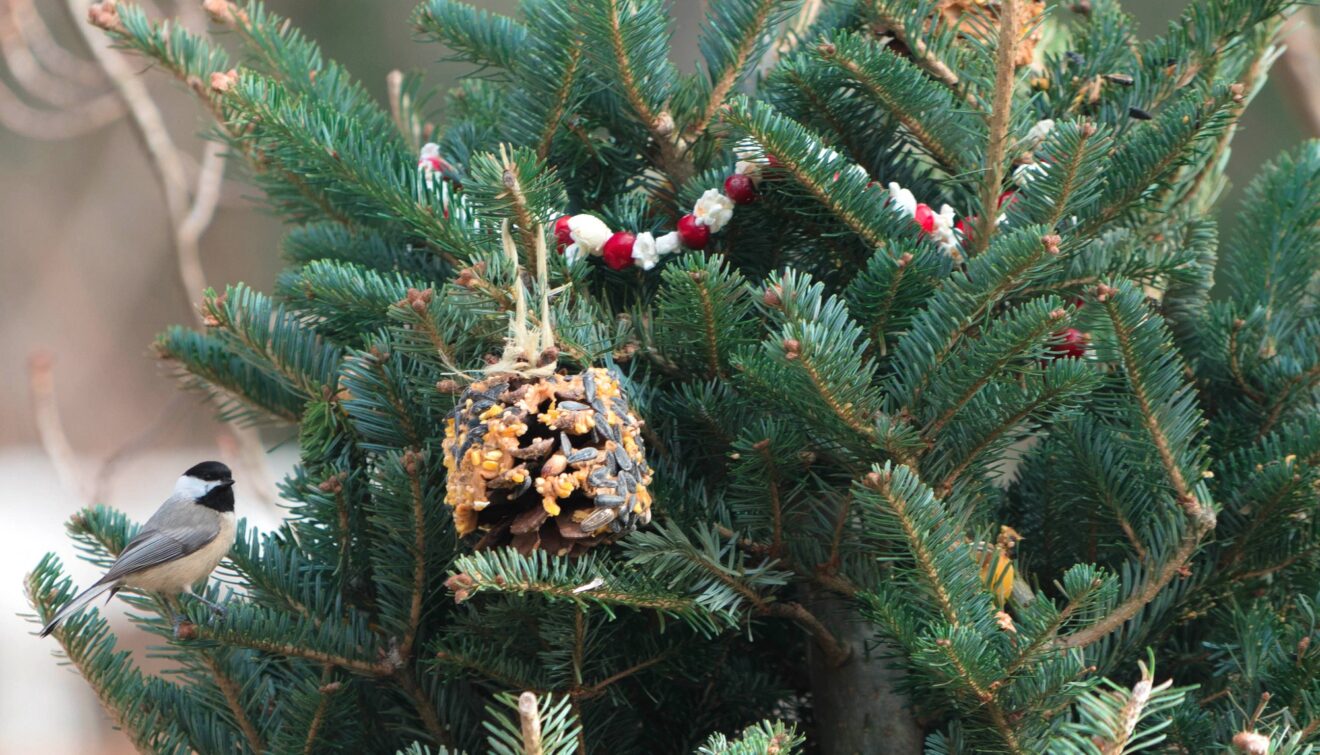 christmas trees for wildlife