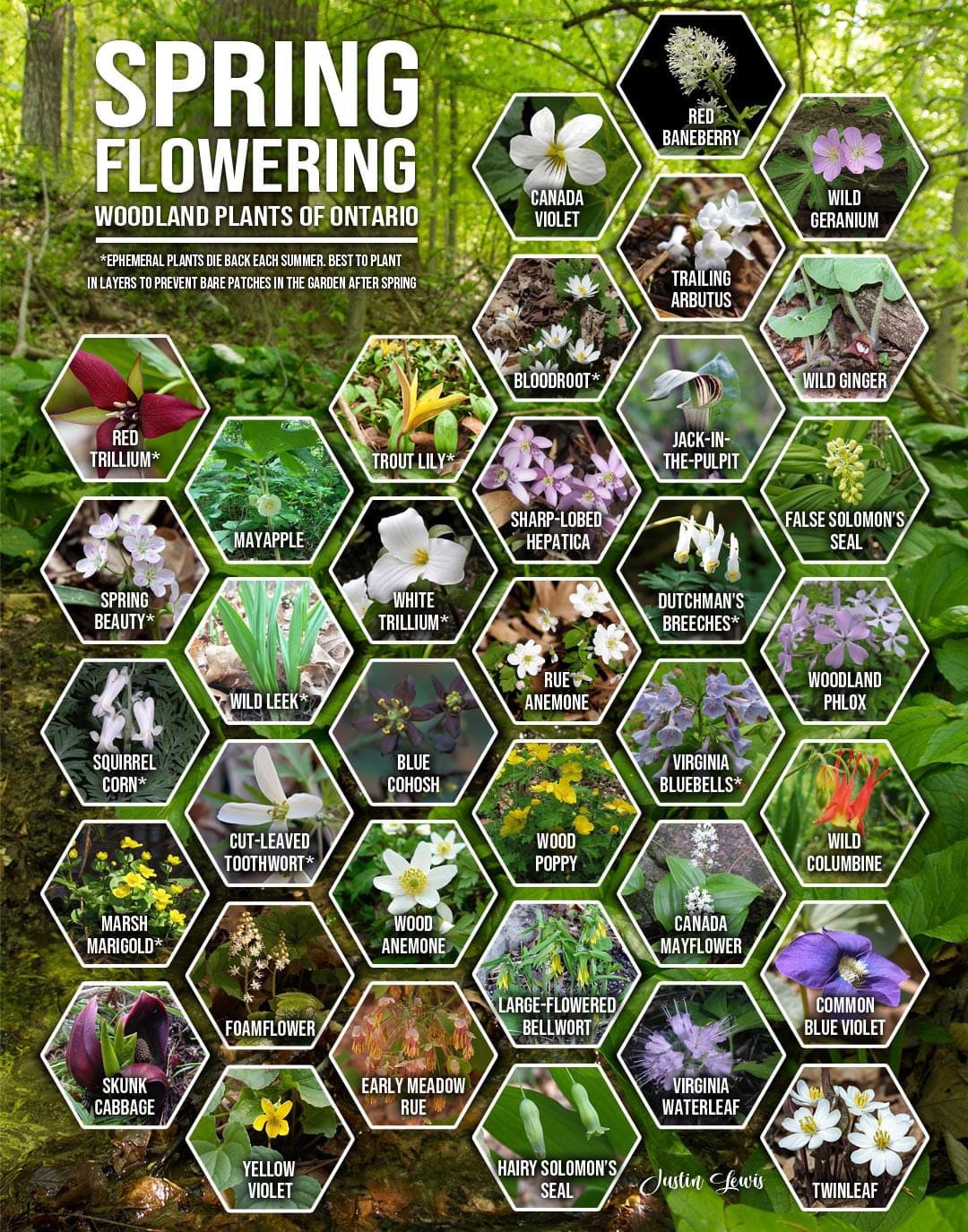 spring flower infographic