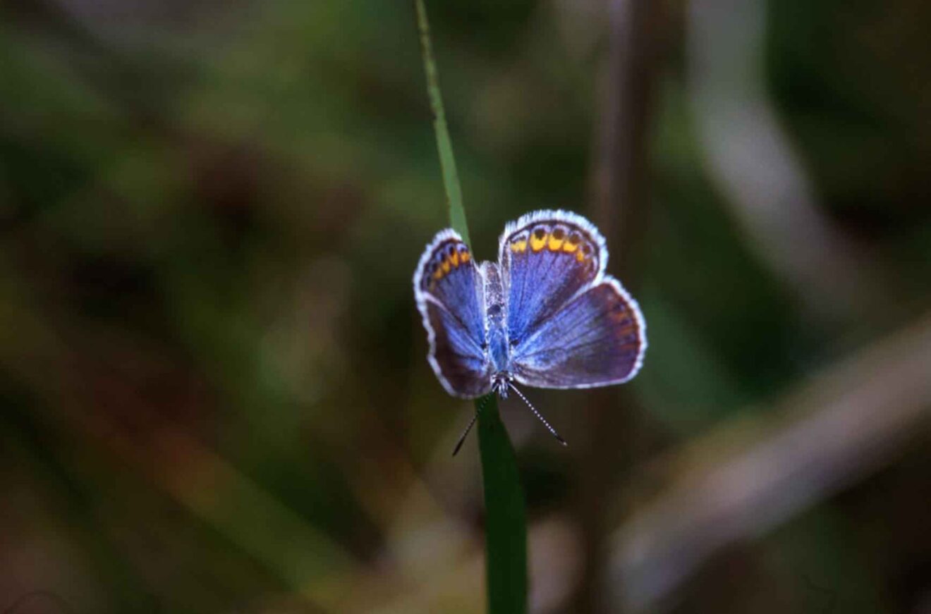 blue butterfly we want to save from extinction