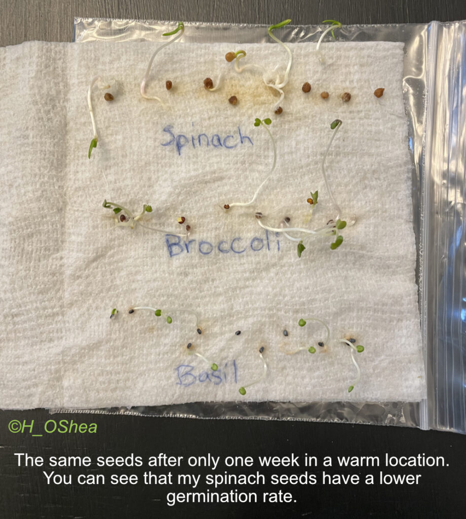 Seed Viability Test 1 Week later