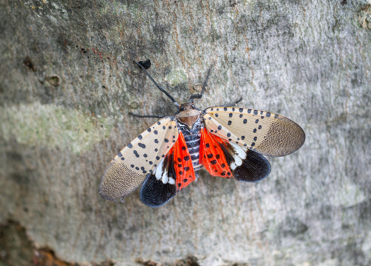 Spotting the Spotted Lantern Fly