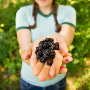 Holding blackberries to show Anthocyanins