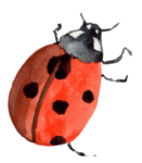 Ladybug Watercolor