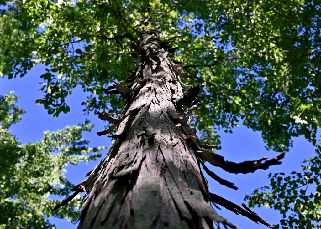 Shagbark Hickory Tree