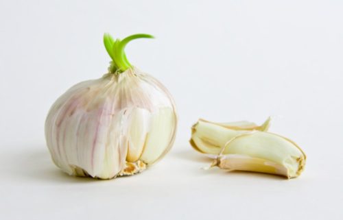 Garlic Sprouting 