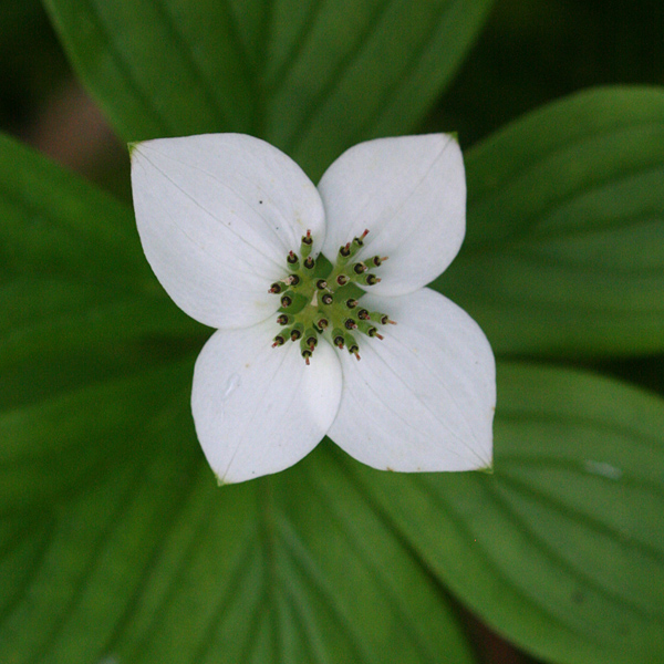 official national flower for Canada could have been the bunchberry