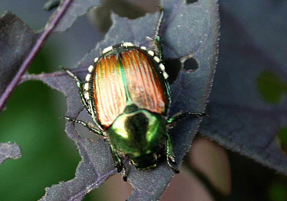 distinctive copper wings and shiny green head of Japanese beetle