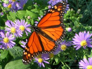 butterfly, garden advice, tips