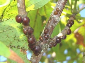 Scale on Fruit trees can be battled with Horticultural oil