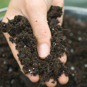 soil for raised beds