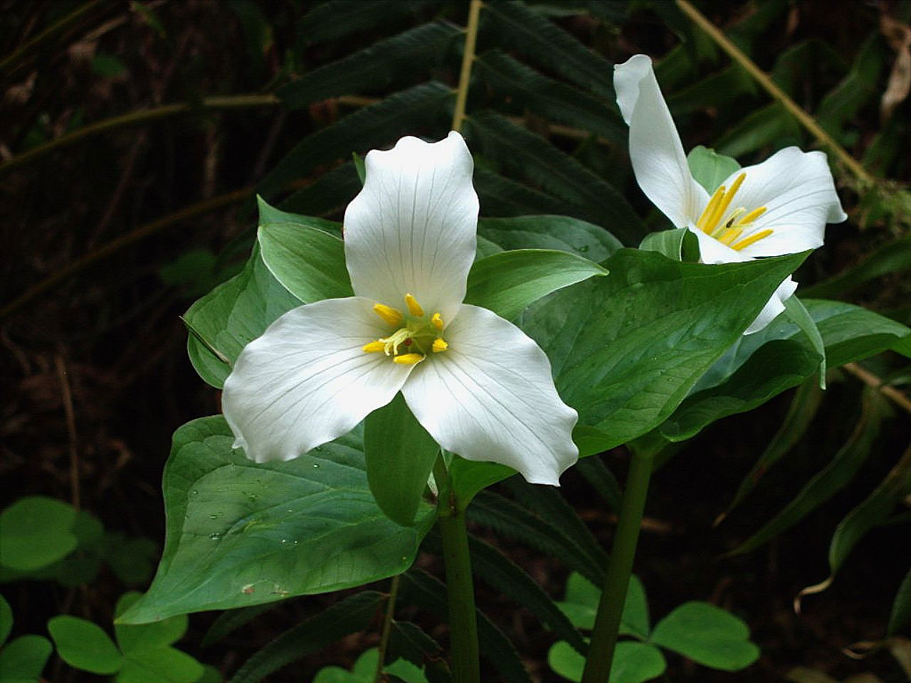 trillium